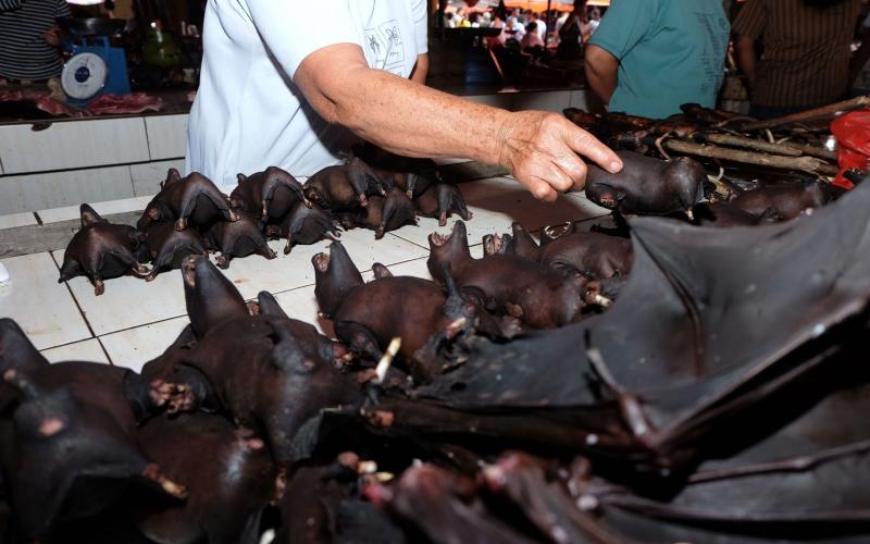 上海多名居民家中发现蝙蝠,家里进的蝙蝠会咬人吗