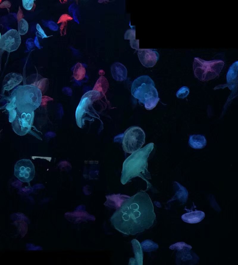 全球最大的长隆海洋公园,沉浸式参观长隆海洋王国