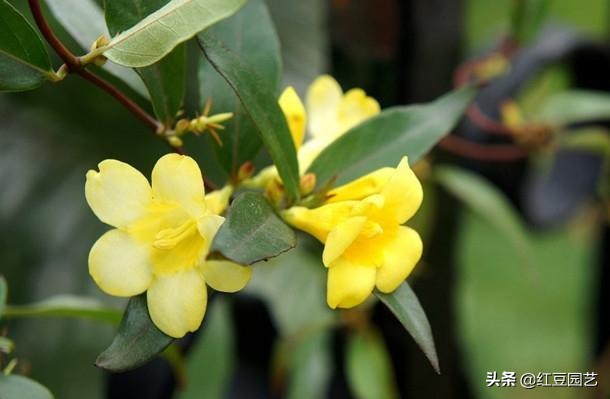 香水茉莉花冬季开花吗,法国香水茉莉花怎么养才能开花