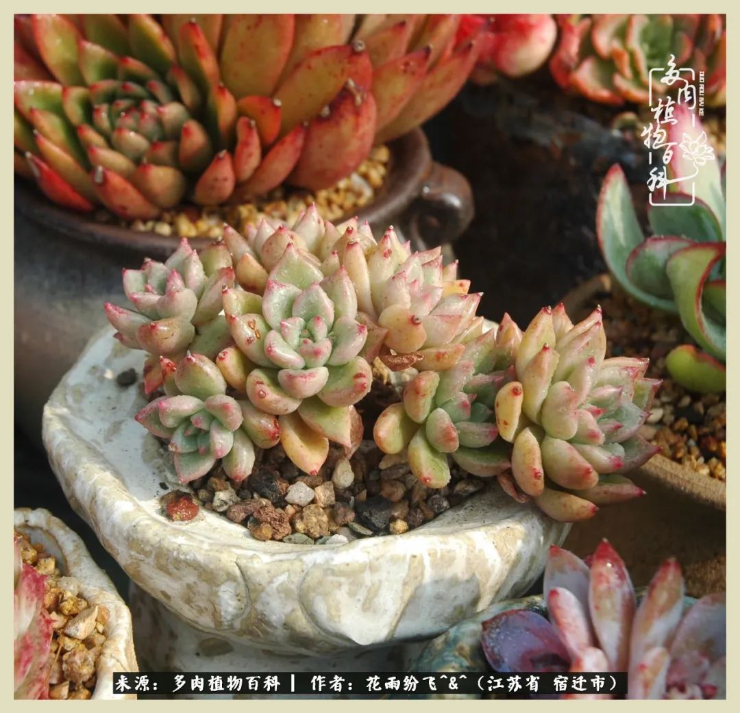 我家老臧：从反对到爱屋及乌的多肉守护人