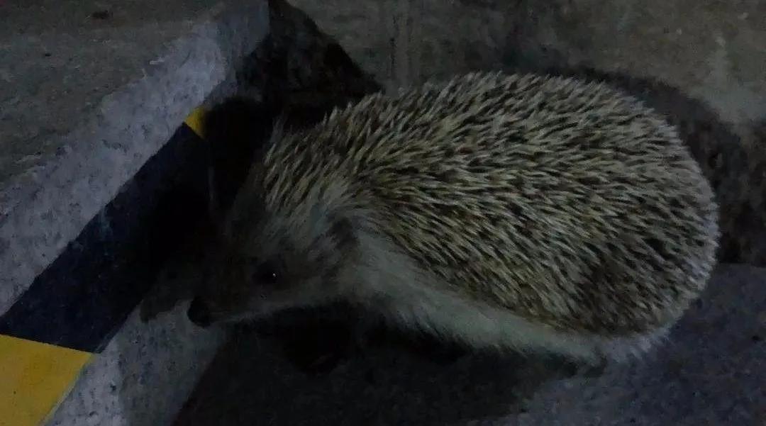 野生小刺猬有几种,野生小刺猬在哪里