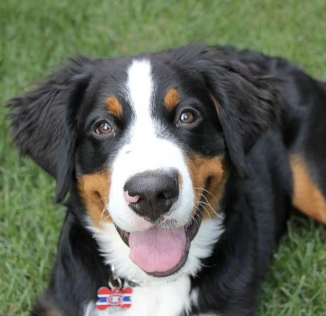 惹人喜爱的萌犬,萌犬