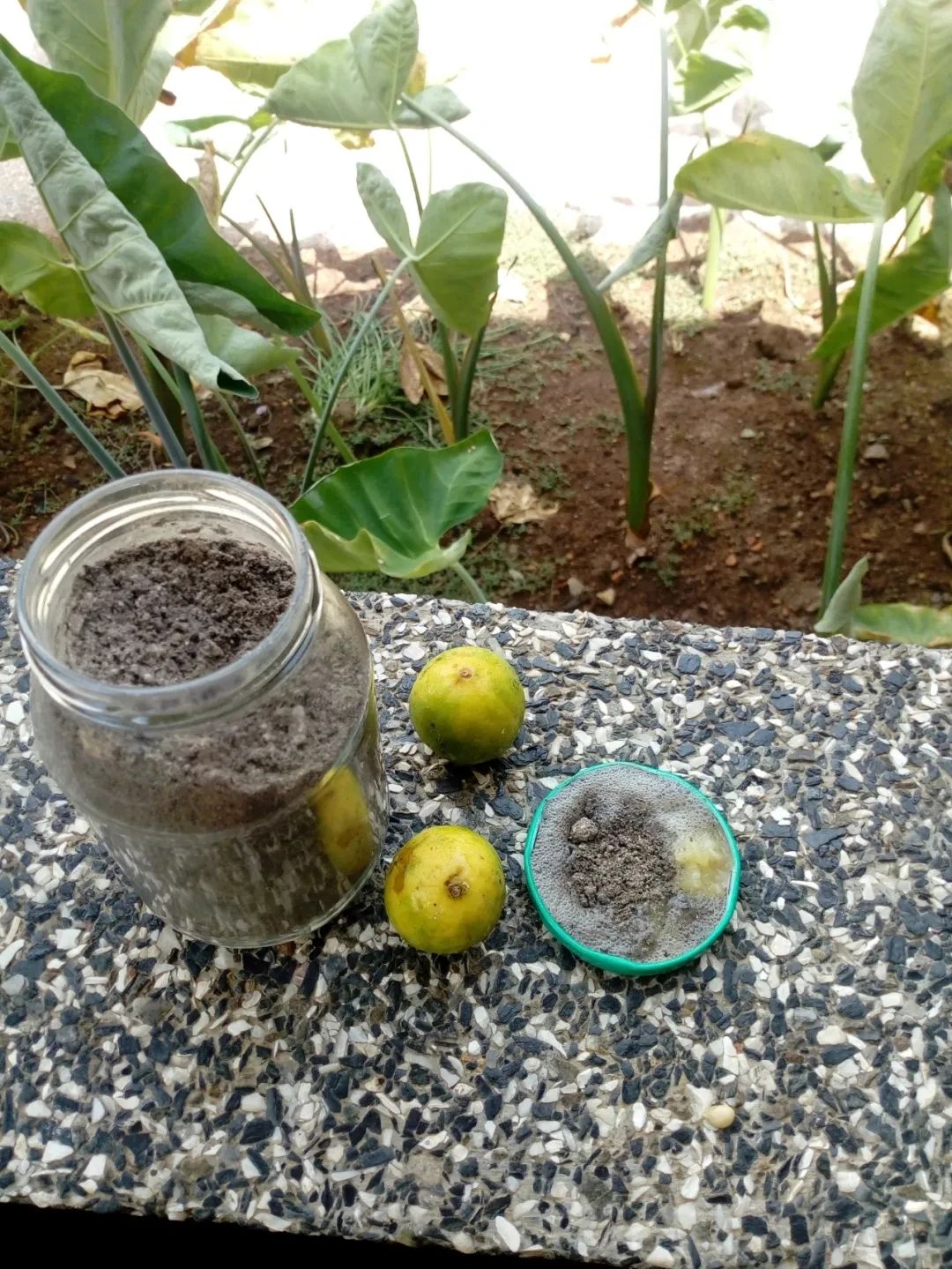 室内植物病虫害的防治方法有哪些,植物防治害虫最好的药