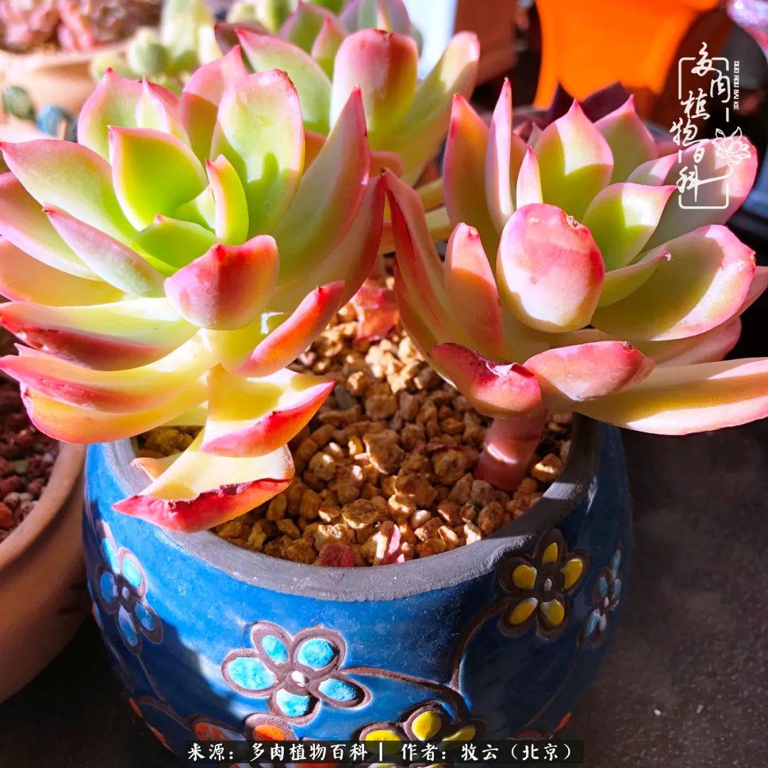 多肉植物生活,多肉生活充满诗意