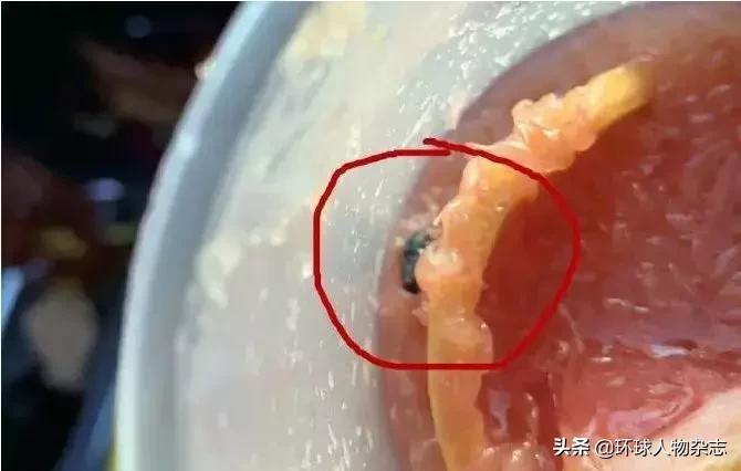 当一只苍蝇决定在喜茶里自杀