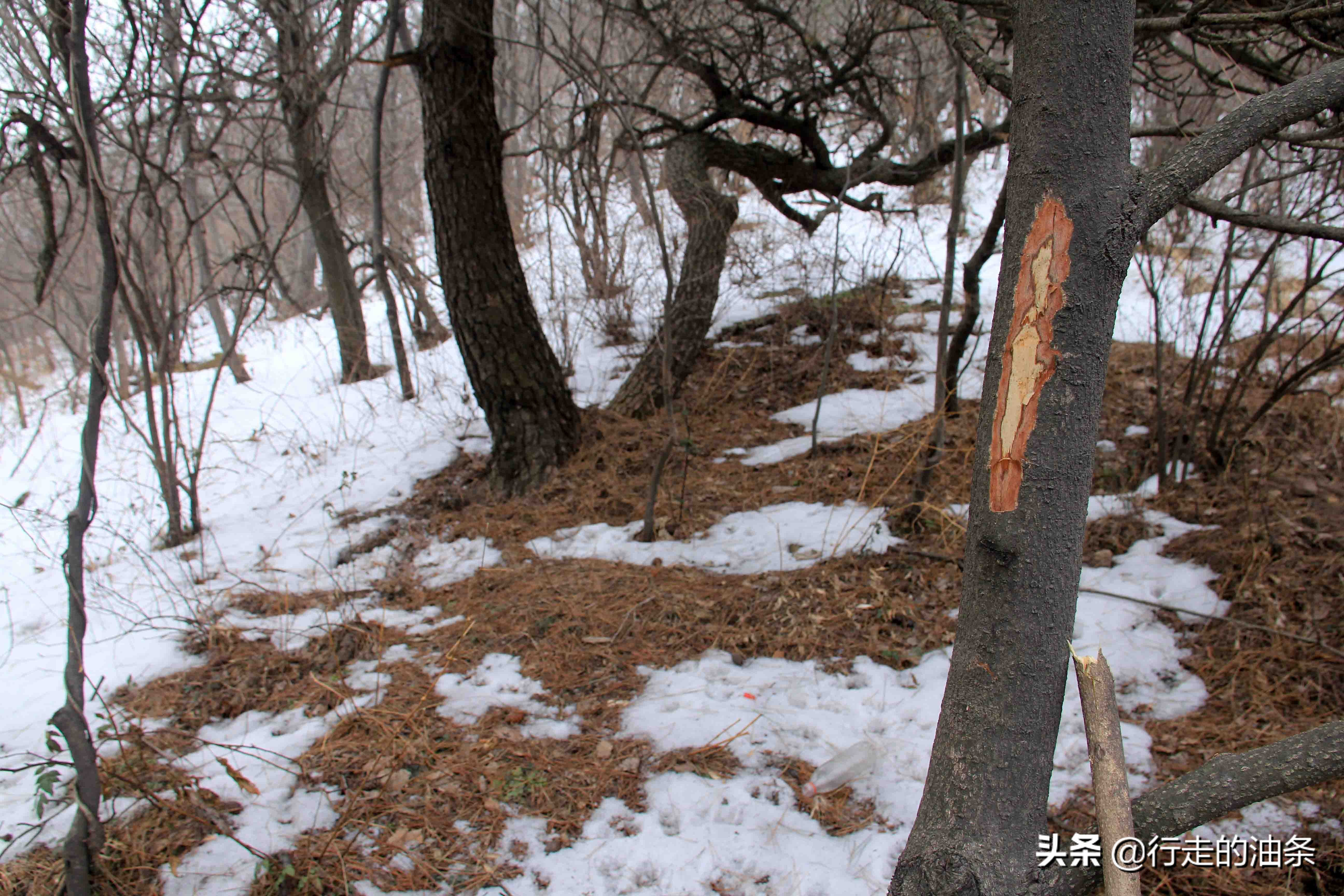 雪山迷路,雪山里迷路