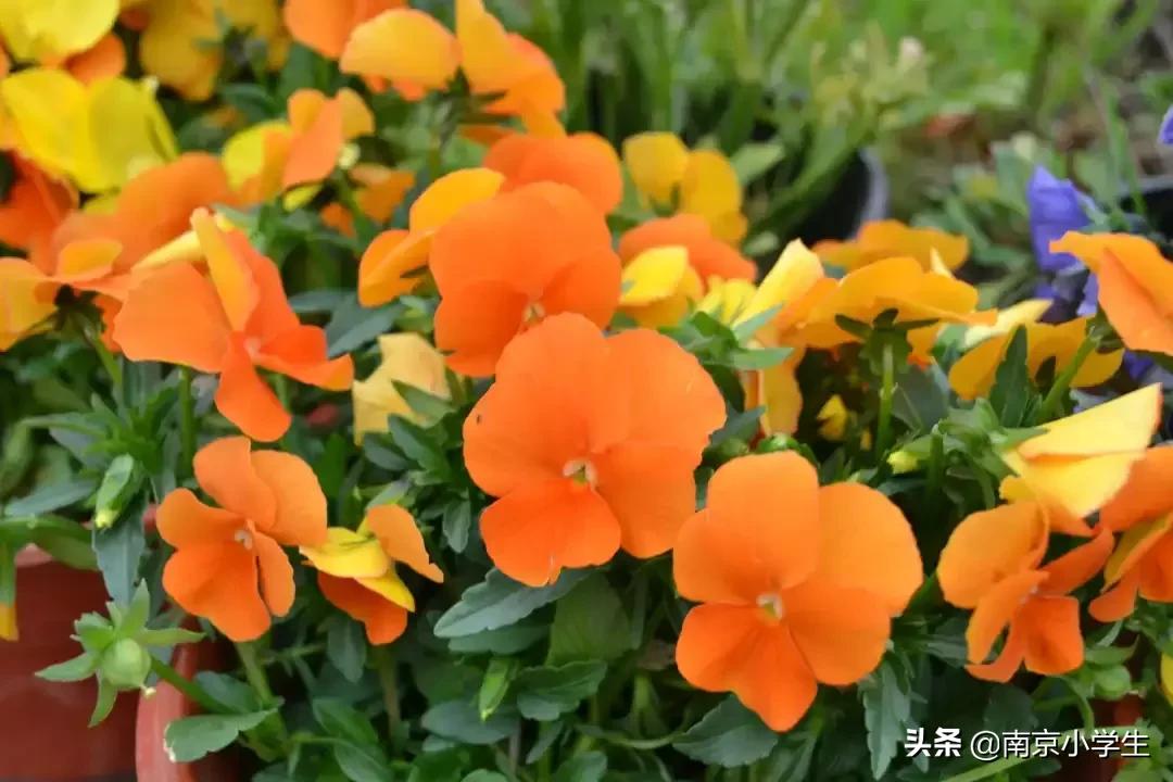 春和景明少年时,古雄小学2021年新生