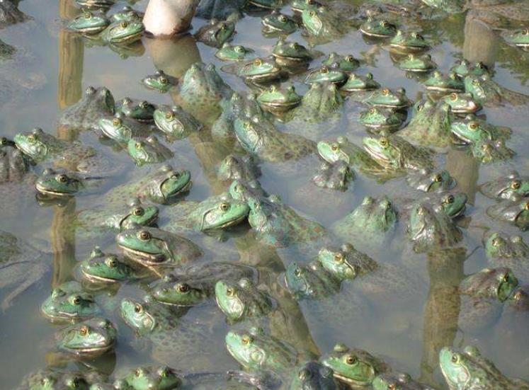 高温季节养殖牛蛙，莫让腹水病影响您的收成