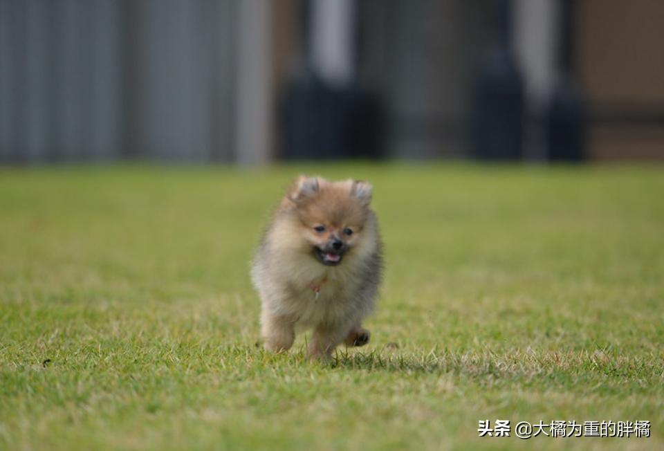 这几种狗狗千万别养,这6种狗狗值得养