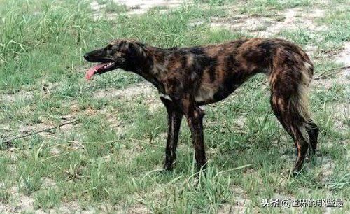 中国猎犬最便宜,中国4大猎犬