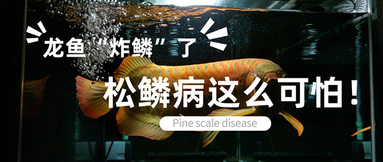 龙鱼炸鳞原因,严重的龙鱼溶鳞