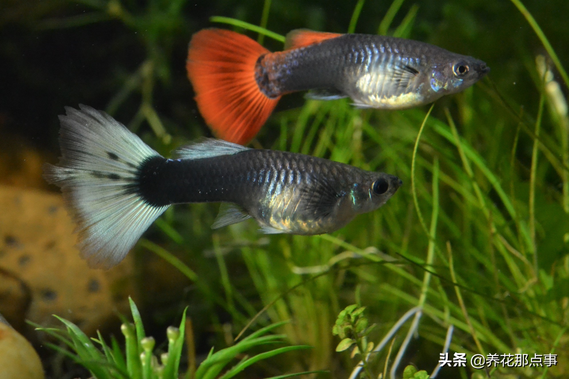 新手养小型热带鱼推荐,热带鱼生态鱼缸养殖必备条件