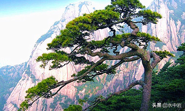 黄山的十大奇松介绍,黄山七十二峰