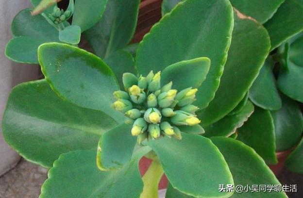 长寿花叶子一碰就掉怎么办,长寿花掉叶子怎么补救