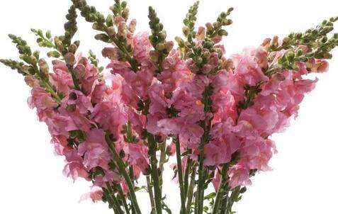 金鱼草生长需要什么条件,辽宁金鱼草培育基地