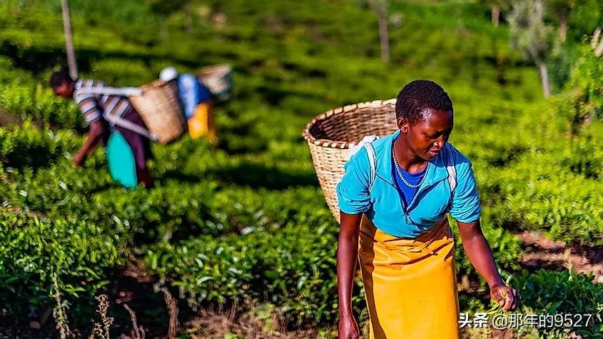 世界5大茶叶生产国,非洲的肯尼亚居然榜上有名
