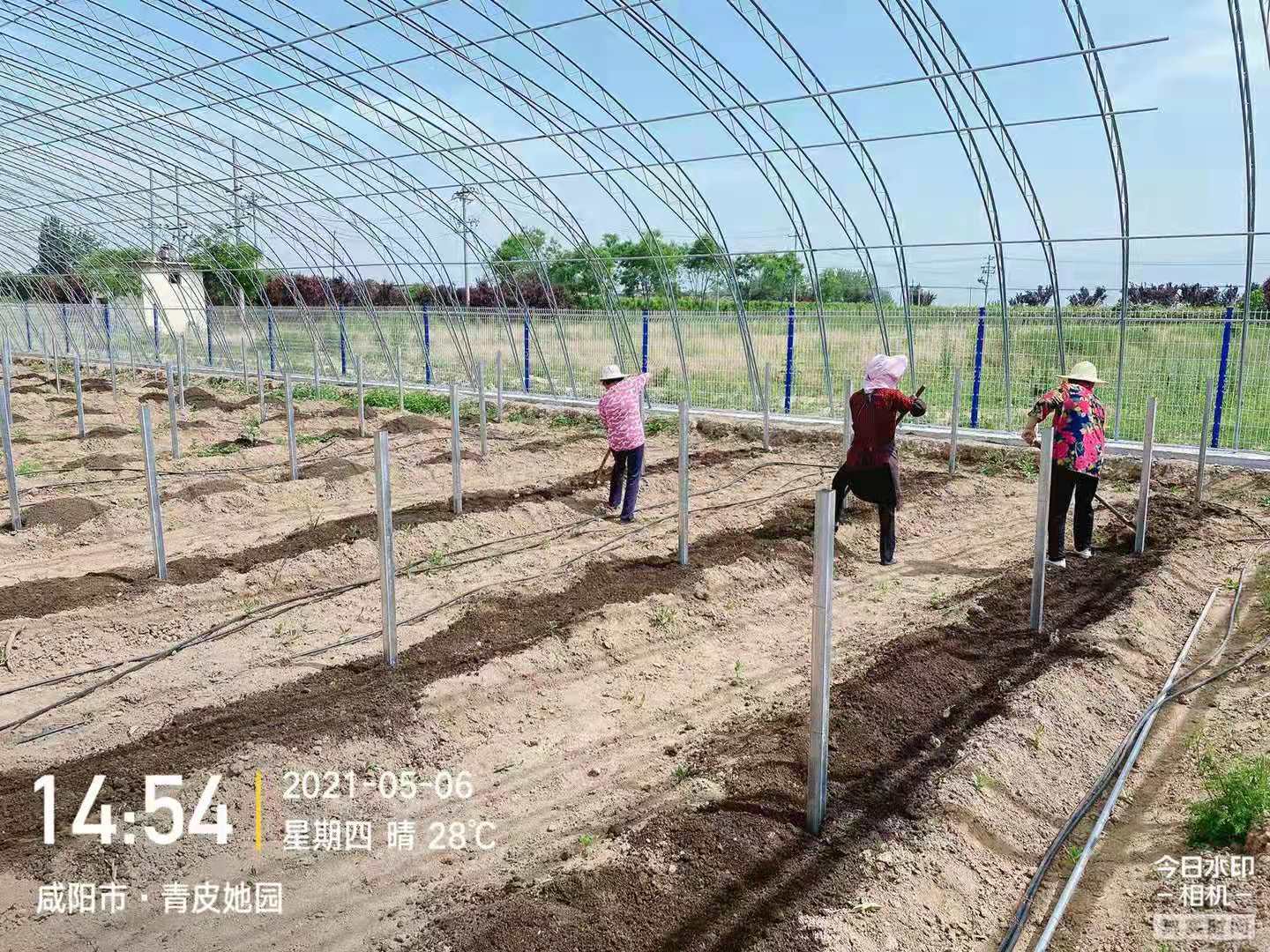 青皮红肉火龙果开花是怎么样,杨凌青皮花园火龙果基地