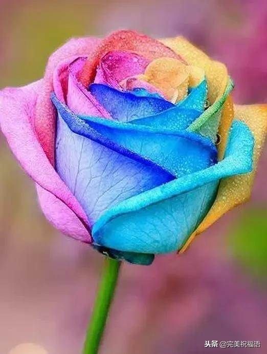 999玫瑰惊喜,999朵玫瑰生日礼物