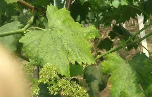 葡萄叶片黄化怎么治疗,葡萄叶片黄化斑驳