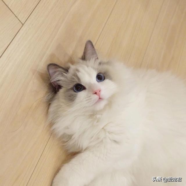 比较忙没有时间陪猫咪,经常上班没空陪猫咪可以吗