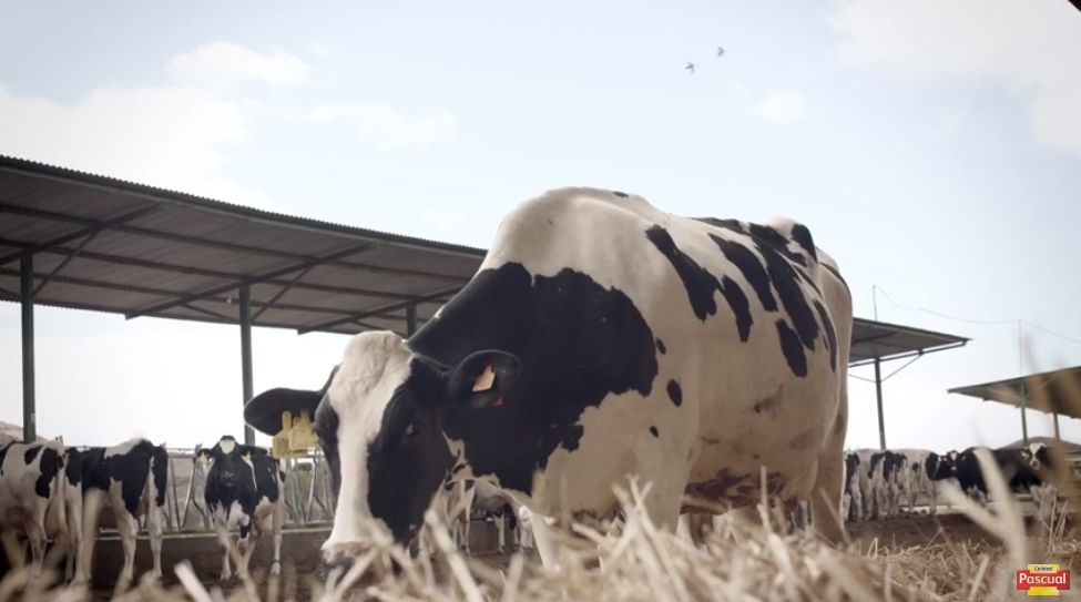 pascual西班牙酸奶,pascal西班牙