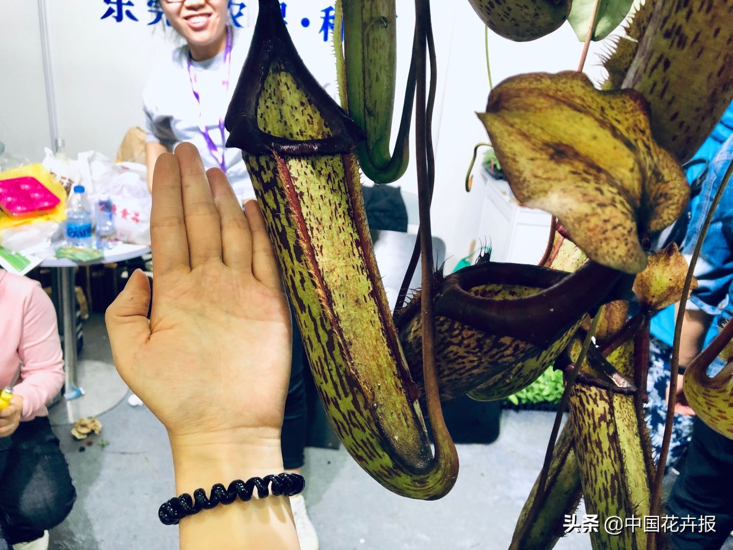 怎么才能养出大量的蚊子幼虫,养什么植物驱小飞虫