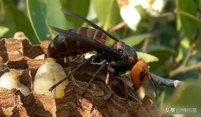 鑳¤渹澶ч粦铚傜帇,澶ч粦铚傜帇鑳¤渹