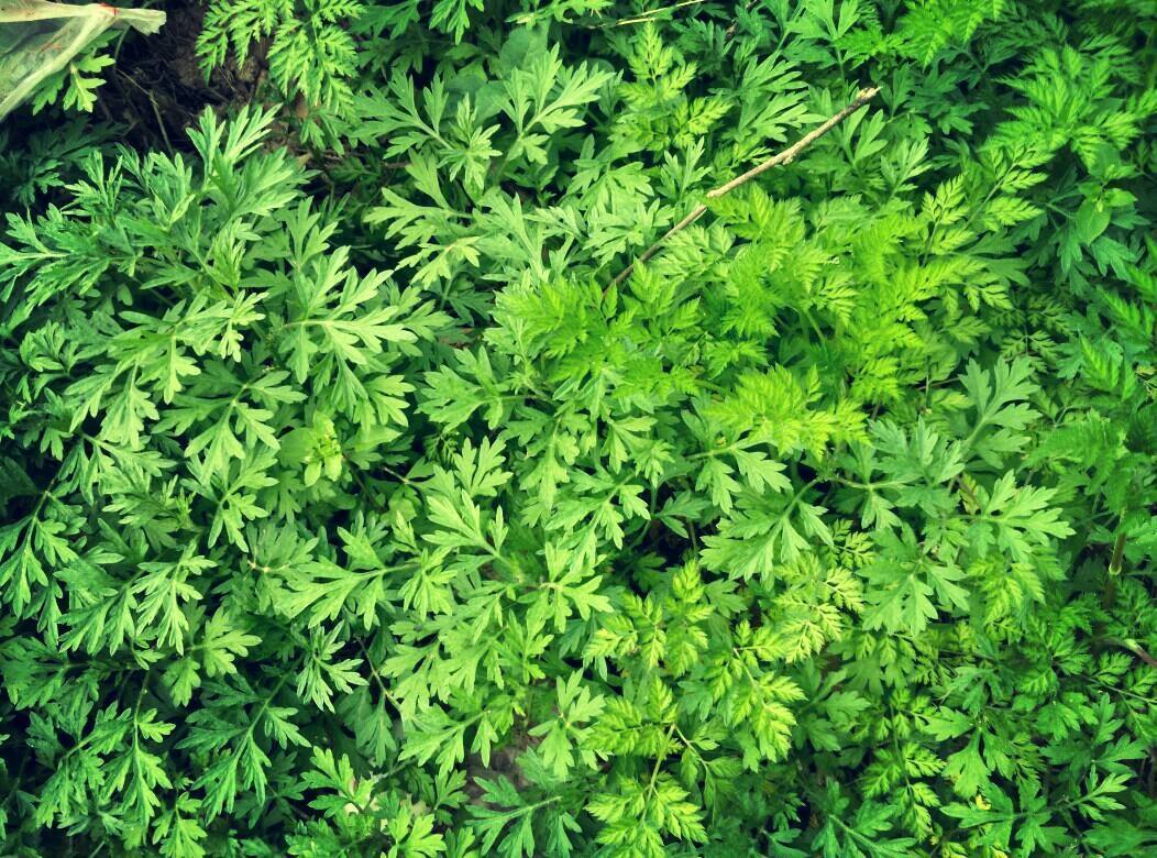 家里种植艾草能驱蚊吗,艾草驱虫的正确方法