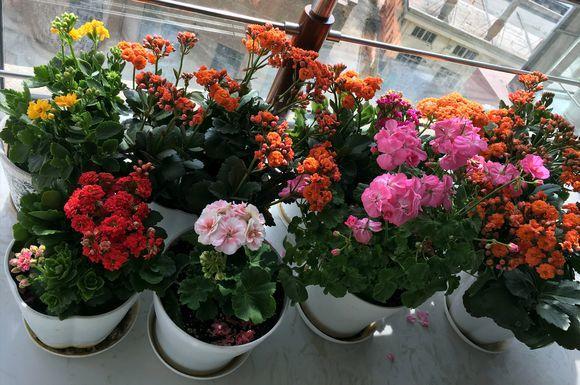 花盆起虫子用什么灭虫子,怎样杀死花盆里面的小飞虫