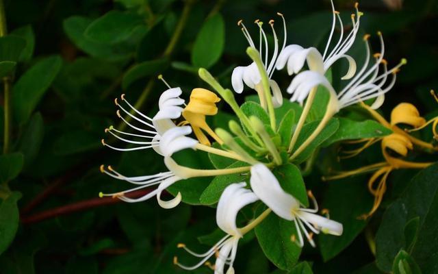 可以泡茶的紫色花有哪些,可以泡茶又香的花