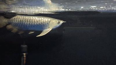 养龙鱼用什么缸最合适？讲真的，这门学问你可能只掌握了1%