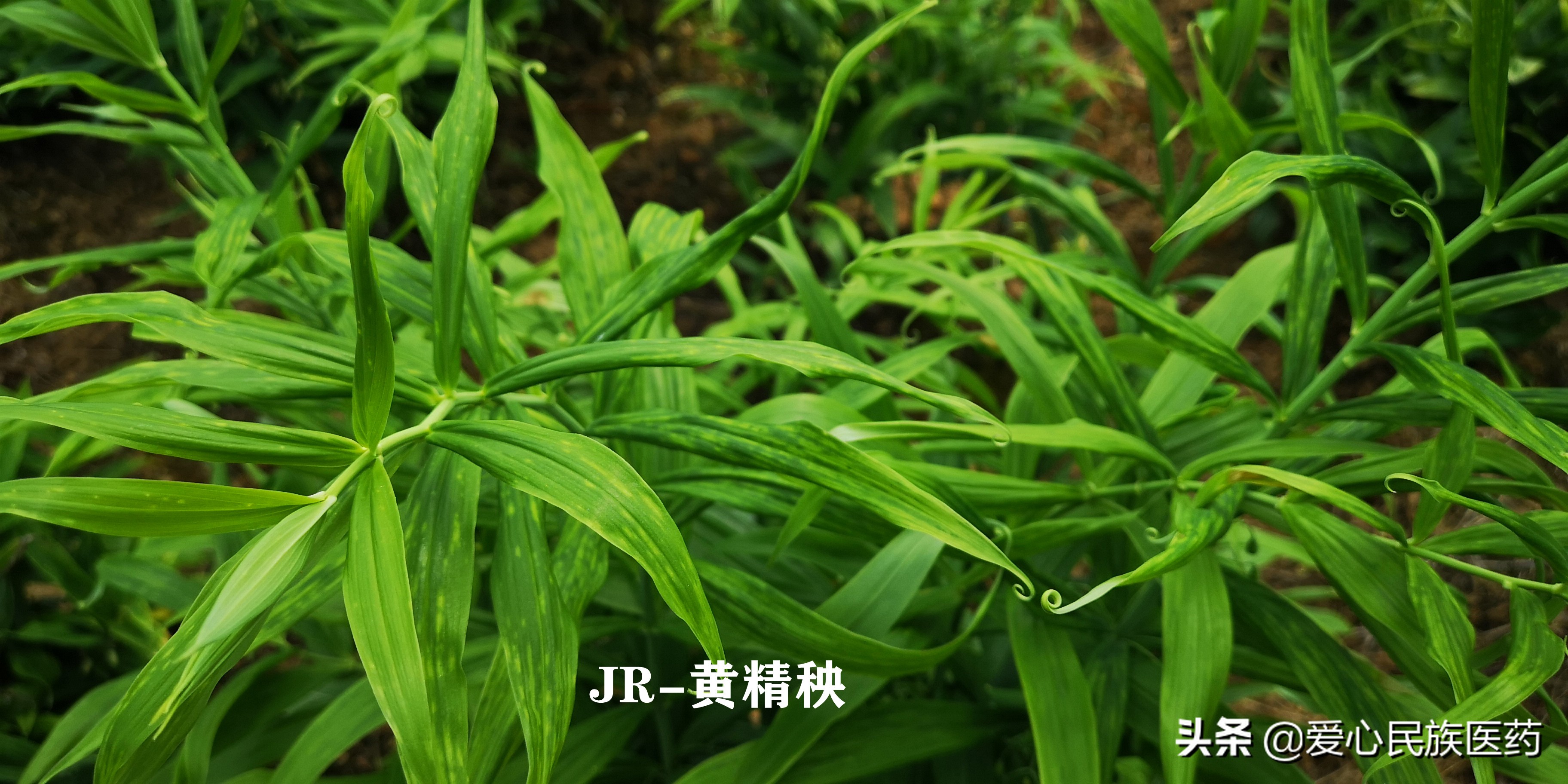 草药黄精的照片,什么草药叫黄精