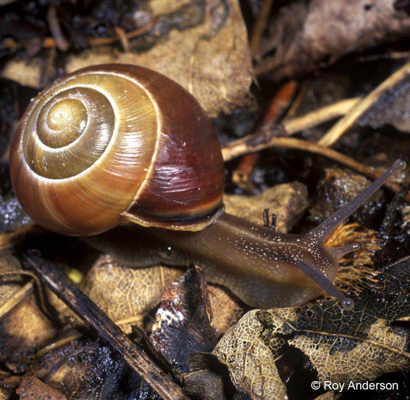 154只国际害虫!上海出现危险物种“森林葱蜗牛”玩具包裹问题大