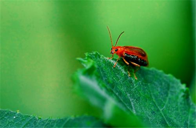 西瓜虫害及防治,西瓜虫害与防治
