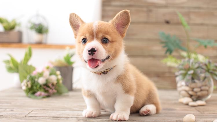 狗狗尾巴夹着什么原因,狗狗把尾巴咬紫了怎么办