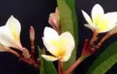 全国56个城市市花一览,56个市的市花