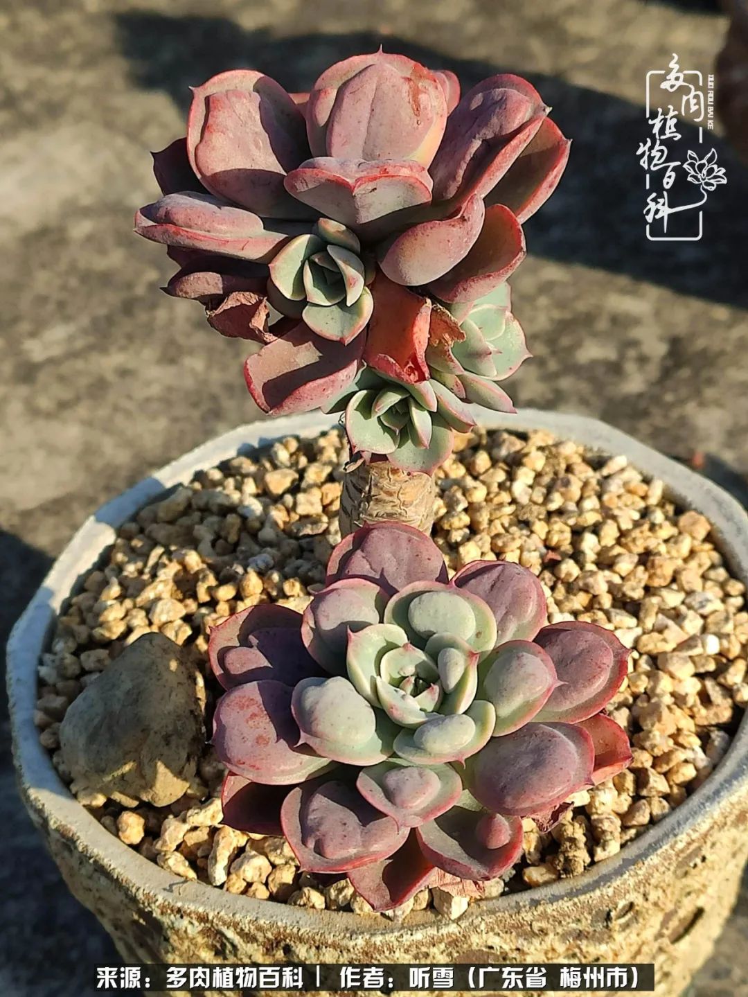 爱上多肉精致生活,爱上多肉我们的减压法宝