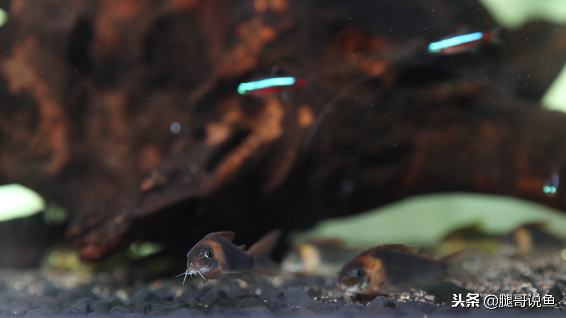 适合新手养的大型鼠鱼,可以拿来当观赏鱼养的食用鱼