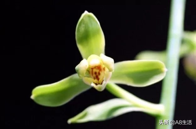 每日一品七律,每日一品茶叶