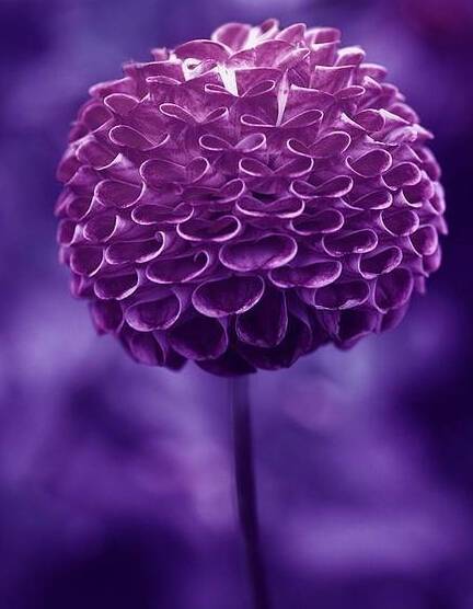 粉色和紫色的植物有哪些,紫色的植物有哪些品种