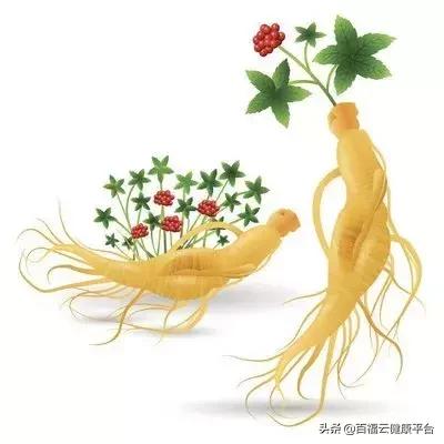 每天吃一克人参的功效,可以天天吃的人参