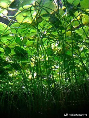 370个成语之最风趣幽默太精辟了,100个幽默成语大全