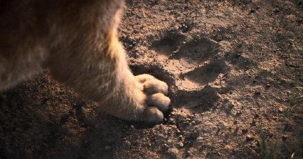 狮子王辛巴成长记完整版,狮子王辛巴的经历带给我们的启示