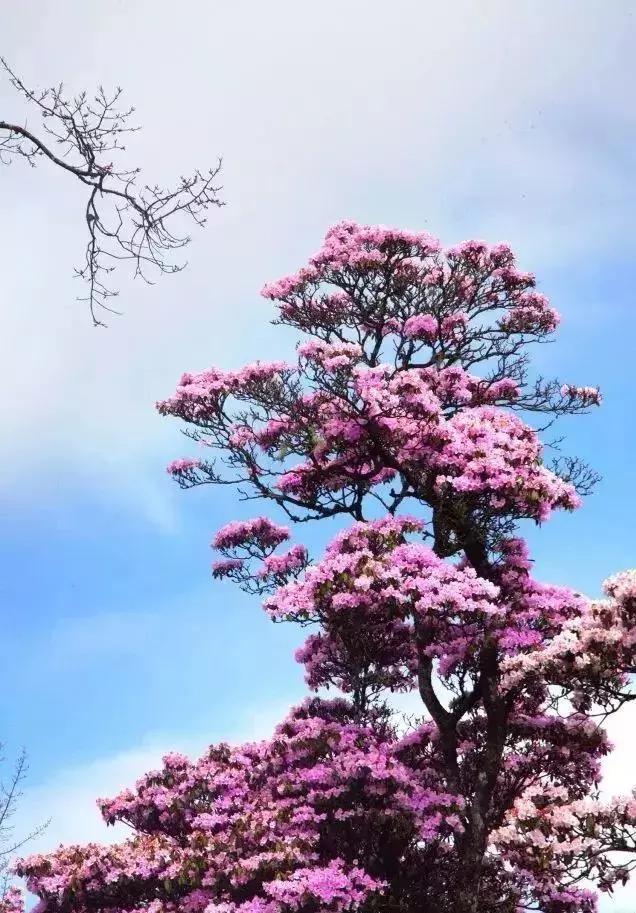 凉山州哪里可以赏花,西昌赏花攻略