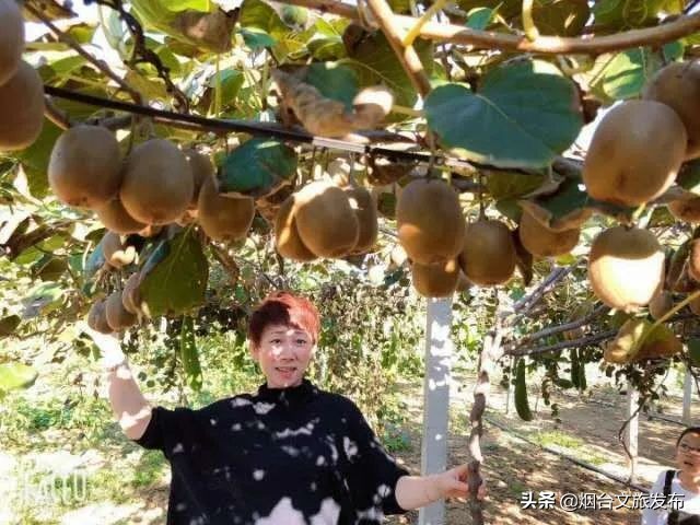 又大又甜的猕猴桃等你来采摘,招远猕猴桃采摘园在哪