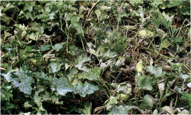 甜瓜*粉白**病危害严重，减产损失可达50%以上，8个防治方法效果好