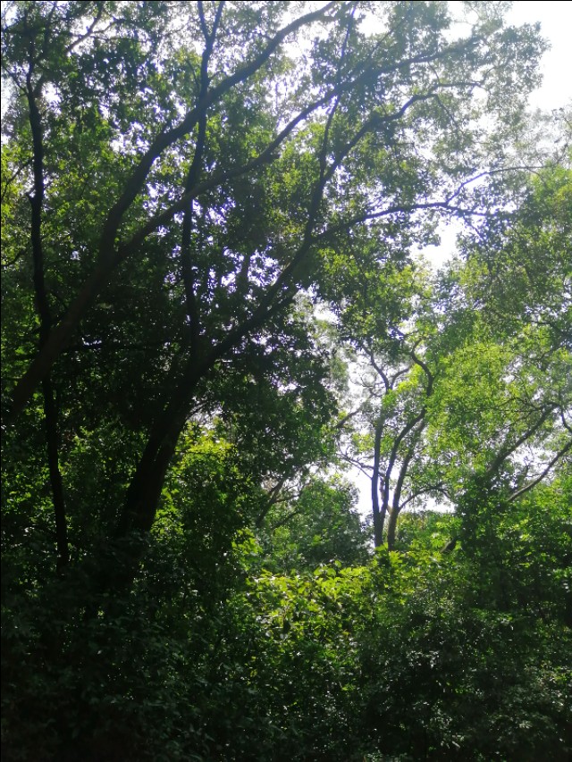 东莞旗峰公园掠影,东莞旗峰公园大体俯视图片