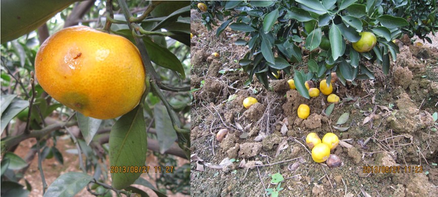 防果实蝇最有效又实用的方法,果实蝇爆发期怎么办