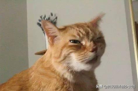 猫咪的小喷嚏可能存在大问题,铲屎关门千万不要掉以轻心