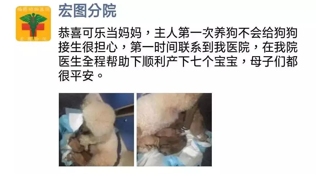 福懋动物医院香港路分院,福懋动物诊所猫咪疫苗